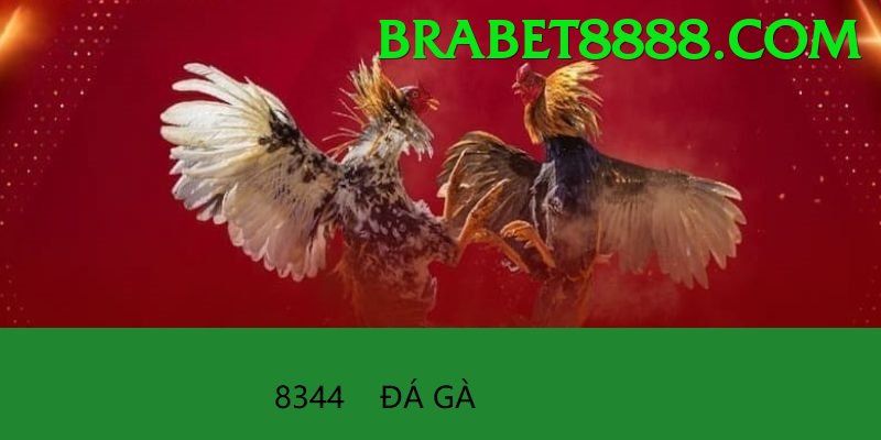 Đá Gà Trực Tiếp - brabet